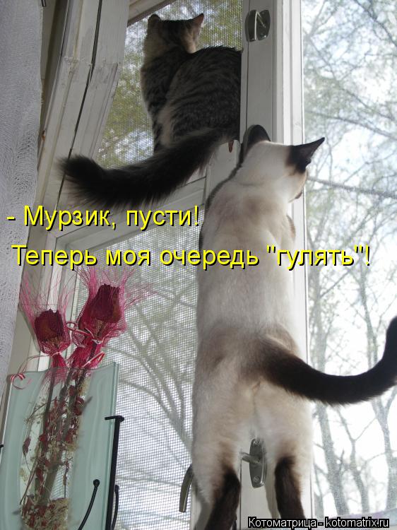 - Мурзик, пусти! Теперь моя очередь "гулять"!... Котоматрица: - Мурзик, пусти! Теперь моя очередь "гулять"!