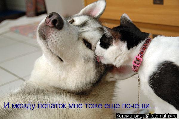 И между лопаток мне тоже еще почеши...... Котоматрица: И между лопаток мне тоже еще почеши...