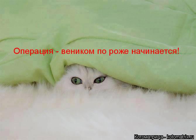 Операция - веником по роже начинается!... Котоматрица: Операция - веником по роже начинается!
