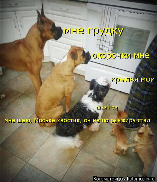 Котоматрица: окорочки мне  мне шею, Моське хвостик, он не по ранжиру стал крылья мои шея моя мне грудку