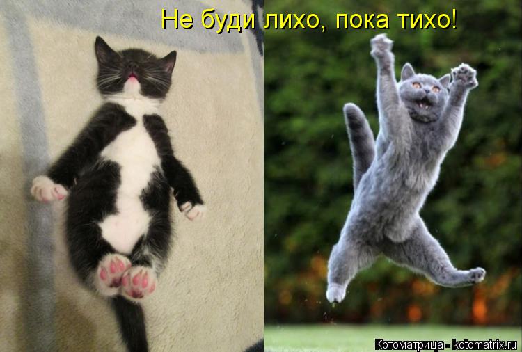 Не буди лихо, пока тихо!... Котоматрица: Не буди лихо, пока тихо!