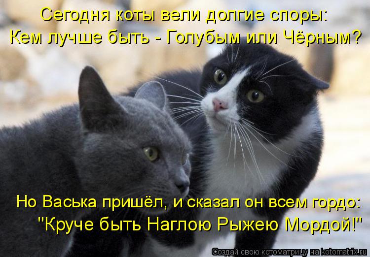 Котоматрица: Сегодня коты вели долгие споры: Кем лучше быть - Голубым или Чёрным? Но Васька пришёл, и сказал он всем гордо: "Круче быть Наглою Рыжею Мордой!