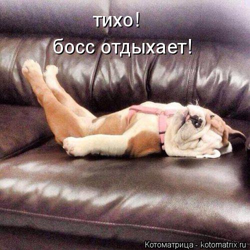 Котоматрица: тихо! босс отдыхает!