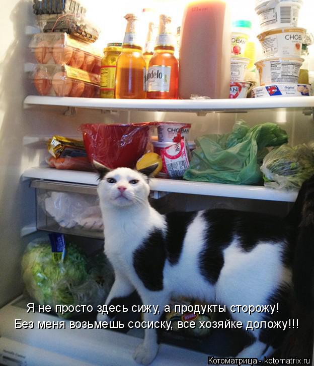 Без меня возьмешь сосиску, все хозяйке доложу!!! Я не просто здесь сижу, а продукты сторожу!... Котоматрица: Без меня возьмешь сосиску, все хозяйке доложу!!! Я не просто здесь сижу, а продукты сторожу!