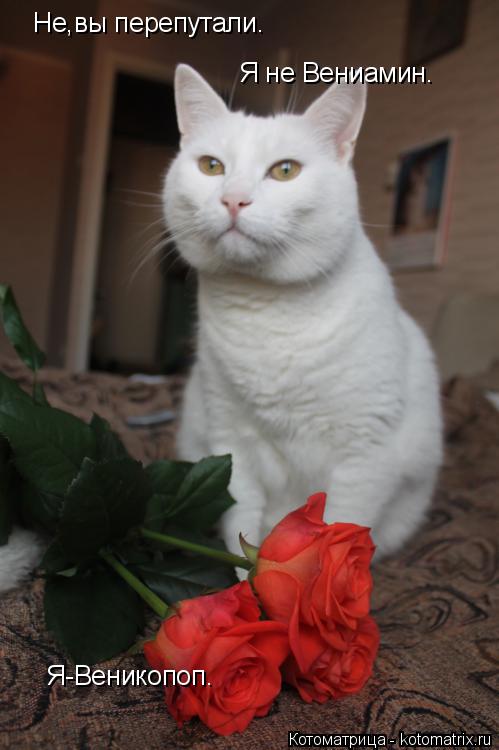 Котоматрица: Не,вы перепутали. Я не Вениамин. Я-Веникопоп.