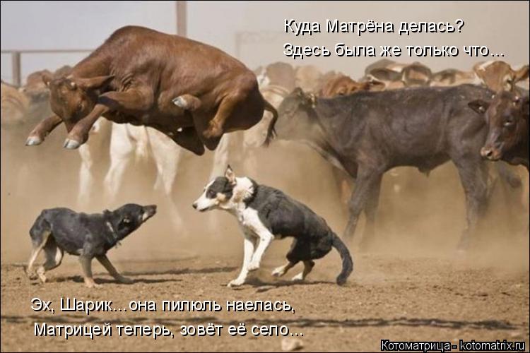 Котоматрица: Здесь была же только что… Куда Матрёна делась? Эх, Шарик…она пилюль наелась, Матрицей теперь, зовёт её село…