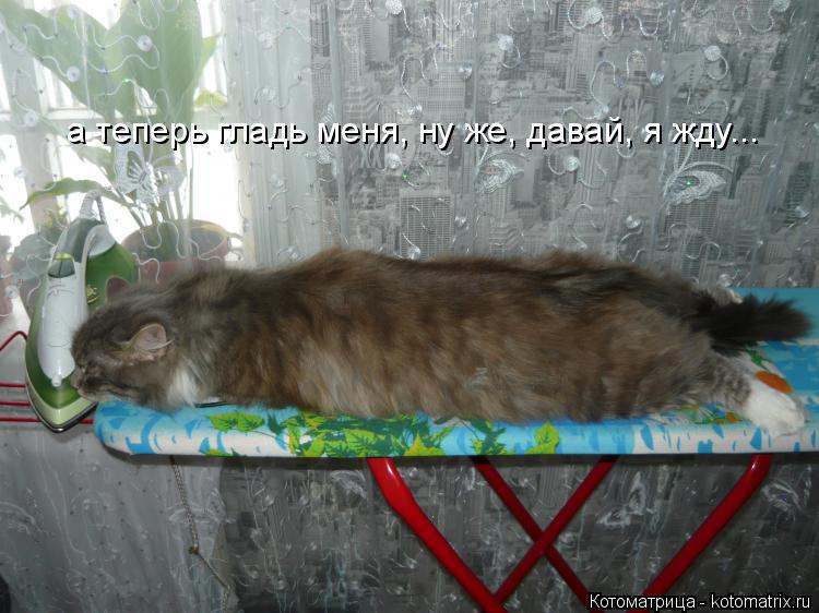 Котоматрица: а теперь гладь меня, ну же, давай, я жду...