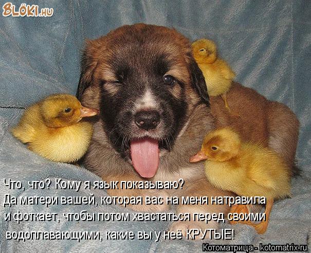 Что, что? Кому я язык показываю? Да матери вашей, которая вас на меня натравила и фоткает, чтобы пото... Котоматрица: Что, что? Кому я язык показываю? Да матери вашей, которая вас на меня натравила и фоткает, чтобы потом хвастаться перед своими водоплавающим