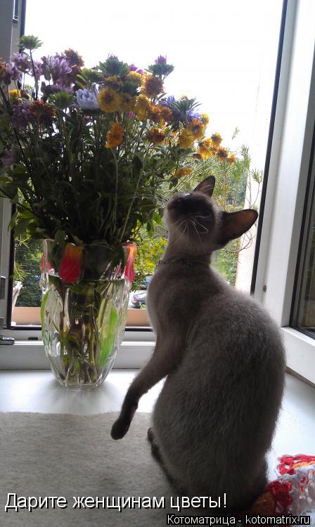 Котоматрица: Дарите женщинам цветы!