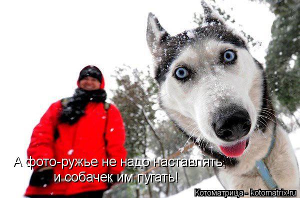 Котоматрица: А фото-ружье не надо наставлять,  и собачек им пугать!