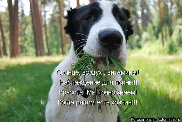 Котоматрица: Солнце, воздух , витамины! Наслаждение для псины!!! Красота! Мы точно знаем! Когда рядом есть хозяин!!!