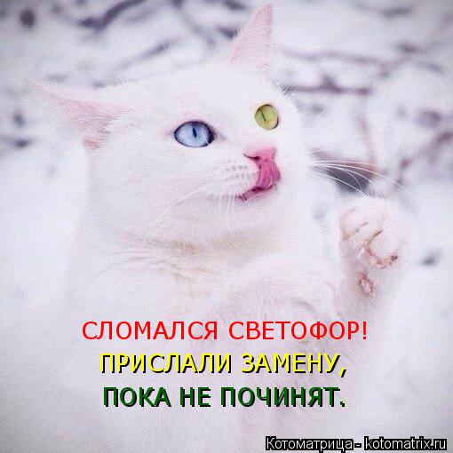 СЛОМАЛСЯ СВЕТОФОР! ПРИСЛАЛИ ЗАМЕНУ, ПОКА НЕ ПОЧИНЯТ.... Котоматрица: СЛОМАЛСЯ СВЕТОФОР! ПРИСЛАЛИ ЗАМЕНУ, ПОКА НЕ ПОЧИНЯТ.