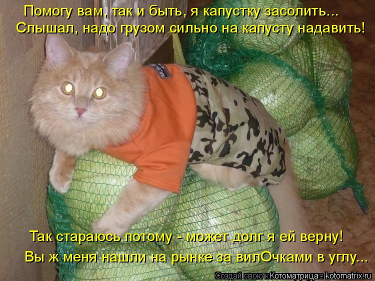 Котоматрица: Помогу вам, так и быть, я капустку засолить... Слышал, надо грузом сильно на капусту надавить! Вы ж меня нашли на рынке за вилОчками в углу... Та
