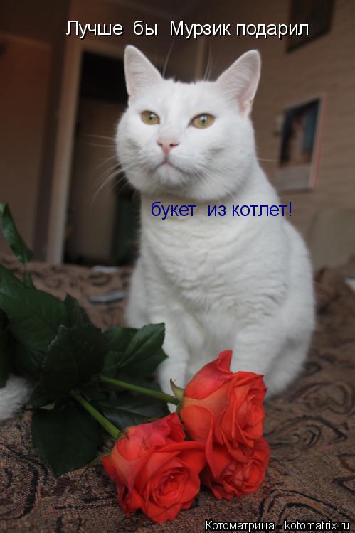 Лучше бы Мурзик подарил букет из котлет!... Котоматрица: Лучше бы Мурзик подарил букет из котлет!