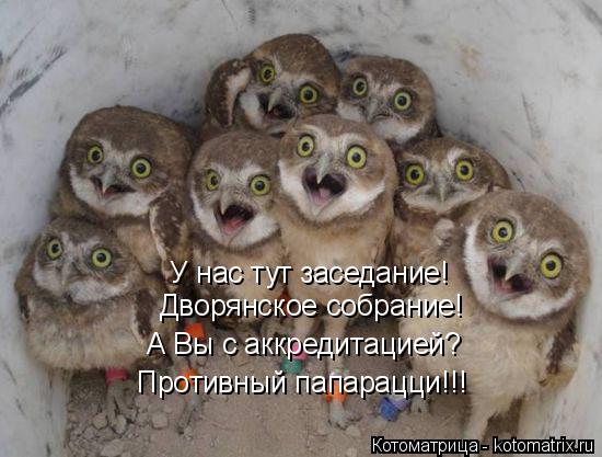 Котоматрица: У нас тут заседание! Дворянское собрание! А Вы с аккредитацией? Противный папарацци!!!