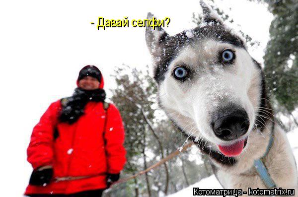 - Давай селфи?... Котоматрица: - Давай селфи?