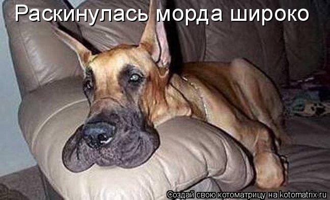 Котоматрица: Раскинулась морда широко
