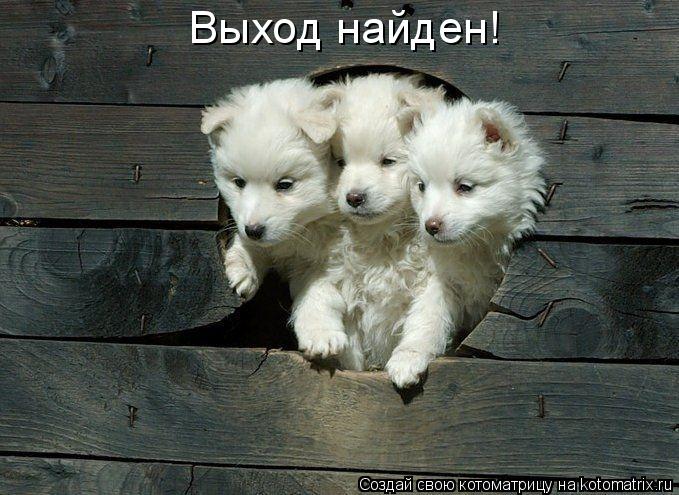 Котоматрица: Выход найден!