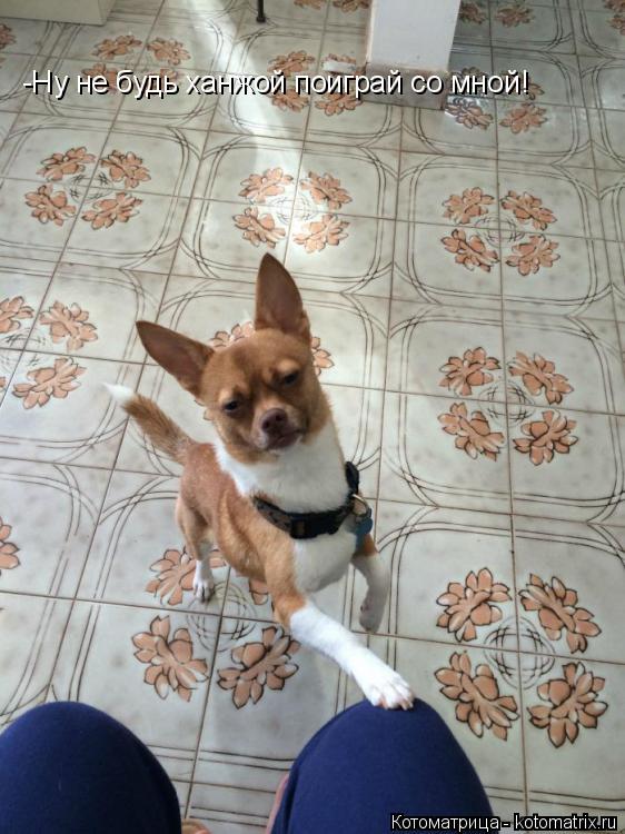 -Ну не будь ханжой поиграй со мной!... Котоматрица: -Ну не будь ханжой поиграй со мной!