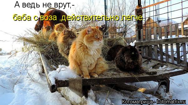 А ведь не врут,- баба с воза ,действительно легче.... Котоматрица: А ведь не врут,- баба с воза ,действительно легче.