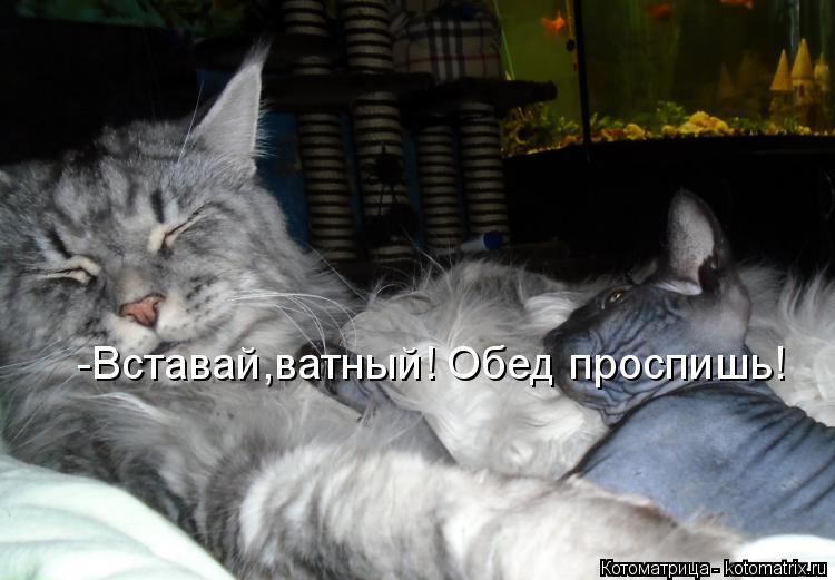 -Вставай,ватный! Обед проспишь!... Котоматрица: -Вставай,ватный! Обед проспишь!