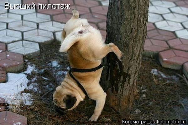 Высший пилотаж... Котоматрица: Высший пилотаж