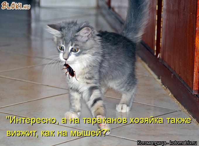 "Интересно, а на тараканов хозяйка также визжит, как на мышей?"... Котоматрица: "Интересно, а на тараканов хозяйка также визжит, как на мышей?"