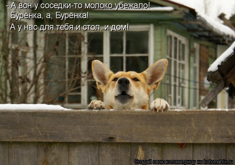 - А вон у соседки-то молоко убежало! Бурёнка, а, Бурёнка! А у нас для тебя и стол, и дом!... Котоматрица: - А вон у соседки-то молоко убежало! Бурёнка, а, Бурёнка! А у нас для тебя и стол, и дом!