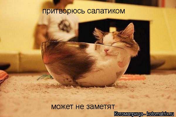 притворюсь салатиком может не заметят... Котоматрица: притворюсь салатиком может не заметят