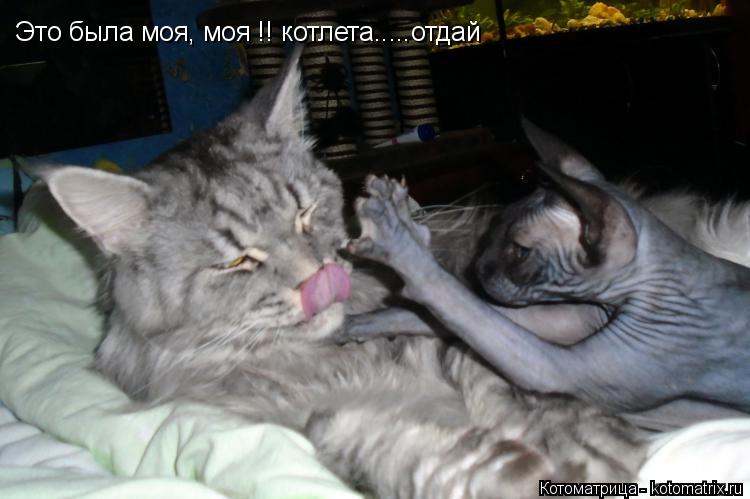 Это была моя, моя !! котлета.....отдай... Котоматрица: Это была моя, моя !! котлета.....отдай