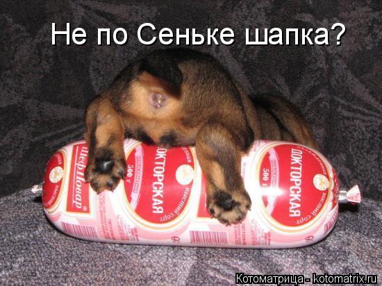 Не по Сеньке шапка?... Котоматрица: Не по Сеньке шапка?