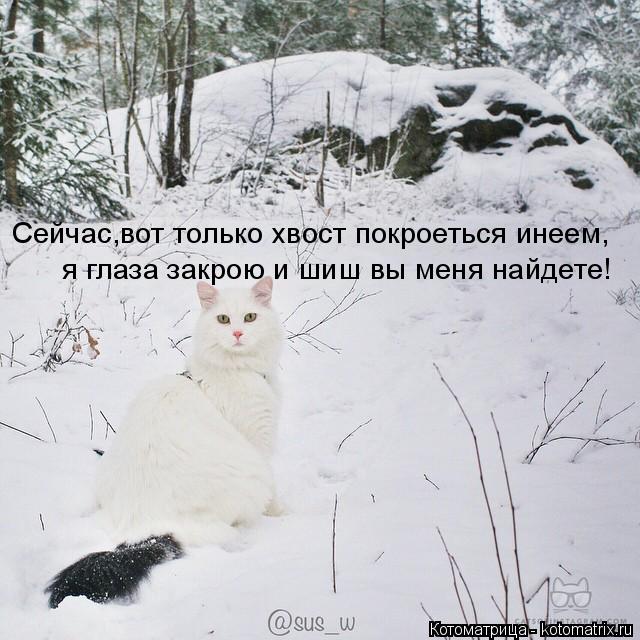 Котоматрица: Сейчас,вот только хвост покроеться инеем, я глаза закрою и шиш вы меня найдете!