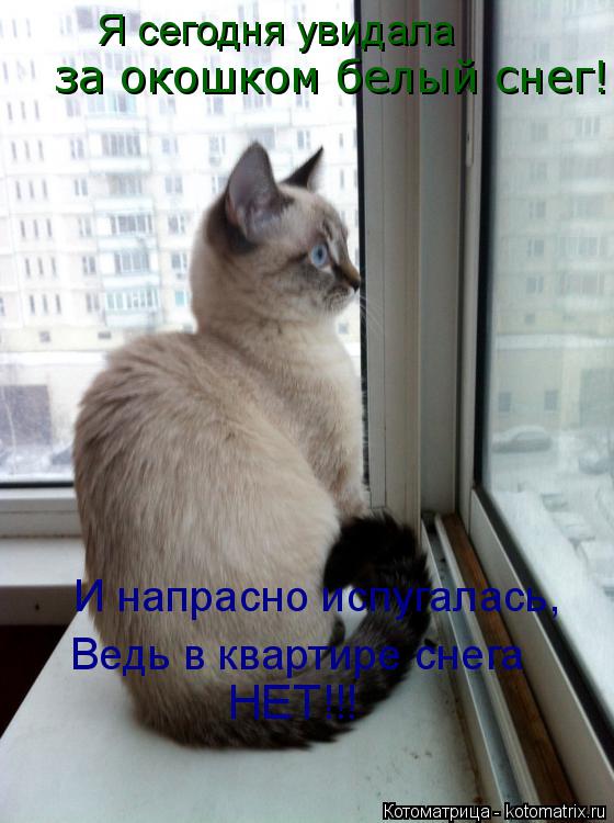 И напрасно испугалась, Ведь в квартире снега НЕТ!!! Я сегодня увидала за окошком белый снег!... Котоматрица: И напрасно испугалась, Ведь в квартире снега НЕТ!!! Я сегодня увидала за окошком белый снег!