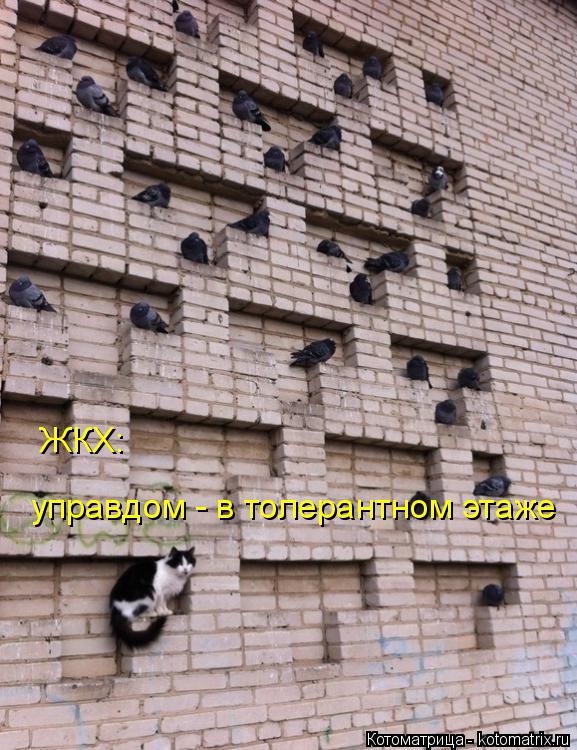 управдом - в толерантном этаже ЖКХ:... Котоматрица: управдом - в толерантном этаже ЖКХ: