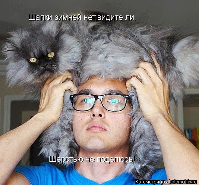Шапки зимней нет,видите ли. Шерстью не поделюсь!... Котоматрица: Шапки зимней нет,видите ли. Шерстью не поделюсь!