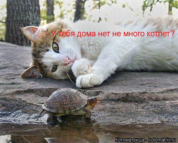 - У тебя дома нет не много котлет?... Котоматрица: - У тебя дома нет не много котлет?