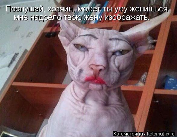 Послушай, хозяин, может ты ужу женишься, мне надоело твою жену изображать.... Котоматрица: Послушай, хозяин, может ты ужу женишься, мне надоело твою жену изображать.
