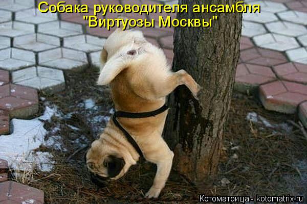 Собака руководителя ансамбля "Виртуозы Москвы"... Котоматрица: Собака руководителя ансамбля "Виртуозы Москвы"