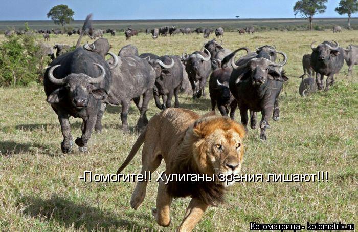-Помогите!! Хулиганы зрения лишают!!!... Котоматрица: -Помогите!! Хулиганы зрения лишают!!!