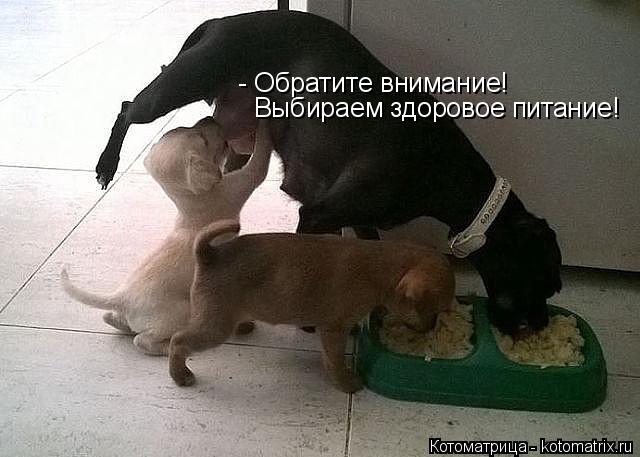 - Обратите внимание! Выбираем здоровое питание!... Котоматрица: - Обратите внимание! Выбираем здоровое питание!