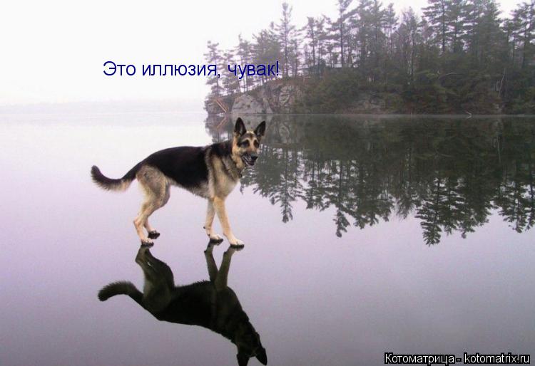 Котоматрица: Это иллюзия, чувак!