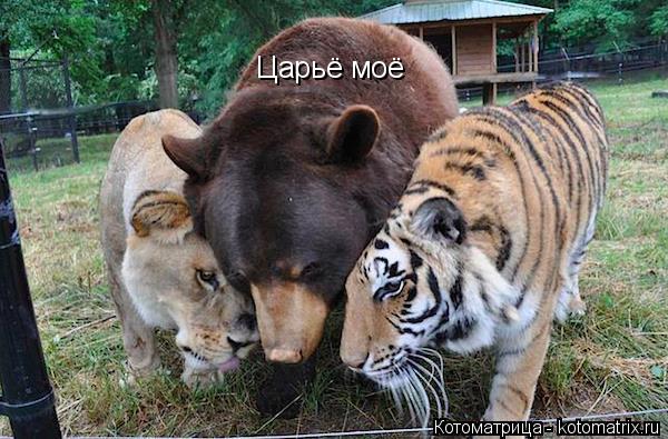 Царьё моё... Котоматрица: Царьё моё