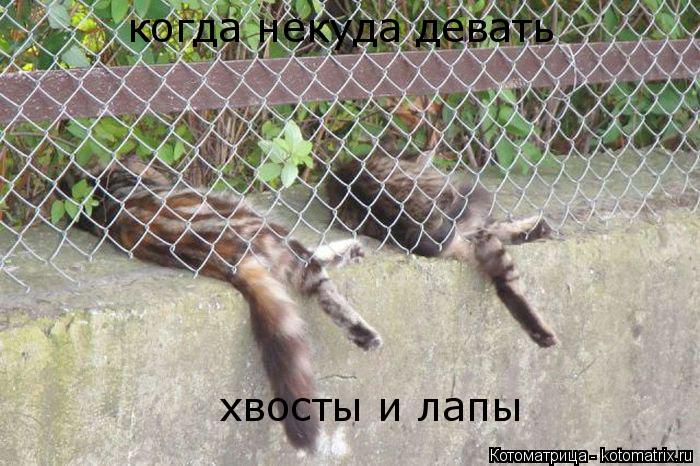 когда некуда девать хвосты и лапы... Котоматрица: когда некуда девать хвосты и лапы