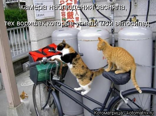 Котоматрица: тех воришек,которые угнали мой велосипед камера наблюдения засняла,