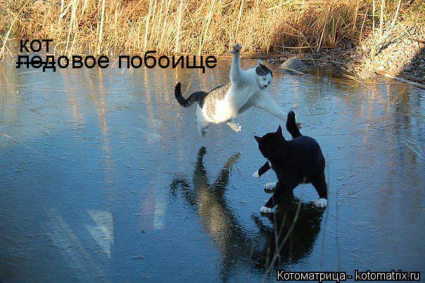 ледовое побоище ----- кот... Котоматрица: ледовое побоище ----- кот