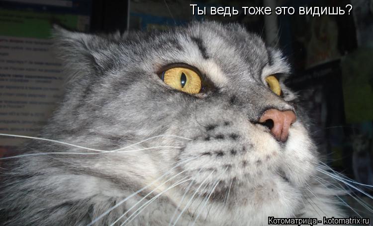 Ты ведь тоже это видишь?... Котоматрица: Ты ведь тоже это видишь?