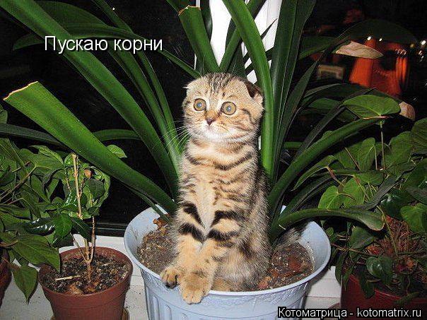 Пускаю корни... Котоматрица: Пускаю корни