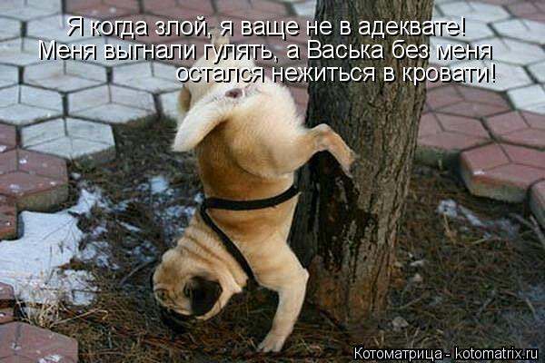 Я когда злой, я ваще не в адеквате! Щаз домой приду Меня выгнали гулять, а Васька без меня остался не... Котоматрица: Я когда злой, я ваще не в адеквате! Щаз домой приду Меня выгнали гулять, а Васька без меня остался нежиться в кровати!