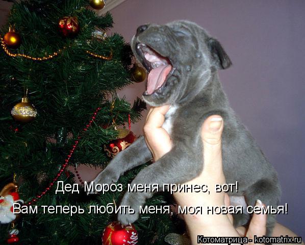 Дед Мороз меня принес, вот! Вам теперь любить меня, моя новая семья!... Котоматрица: Дед Мороз меня принес, вот! Вам теперь любить меня, моя новая семья!