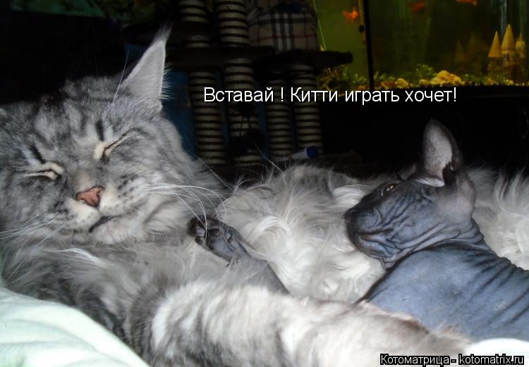 Вставай ! Китти играть хочет!... Котоматрица: Вставай ! Китти играть хочет!
